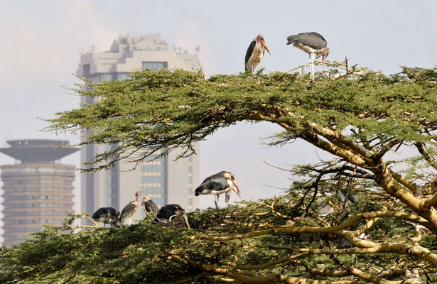 Wildes Nairobi