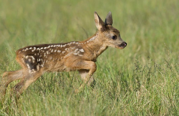 Wildes Oldenburger Land - Moore, Wälder, Wiesen