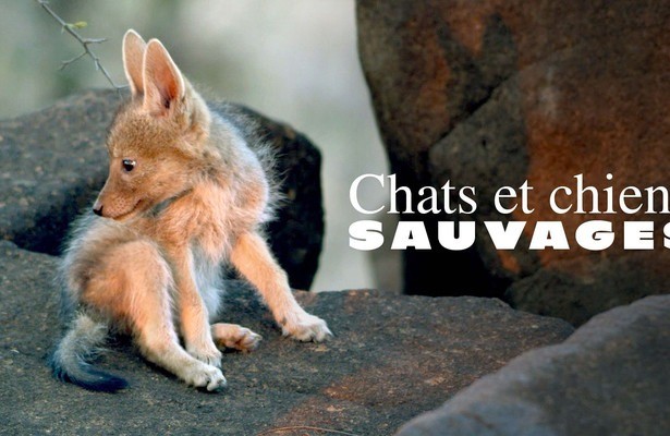 Wildkatzen und Wildhunde