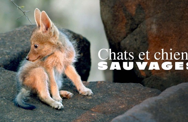 Wildkatzen und Wildhunde