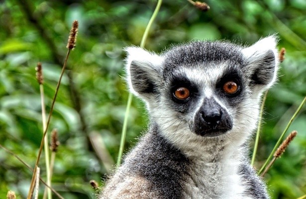 Gangs of Lemur island