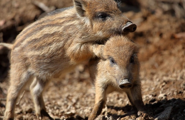 Wildschweine - Das Comeback