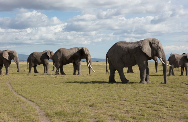 Wildwechsel: Tiere auf Achse
