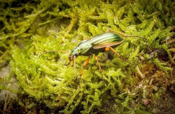 Winzige Wunder: Insekten