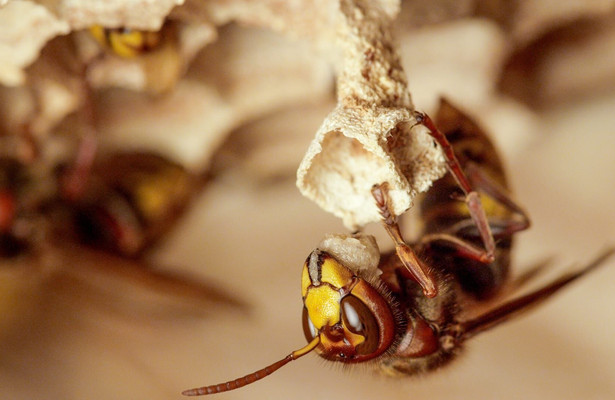 Winzige Wunder: Insekten