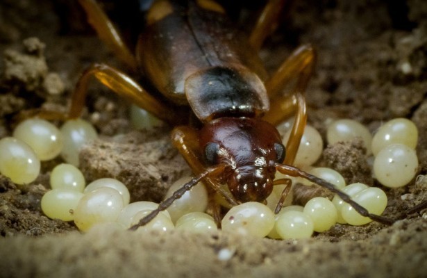 Winzige Wunder: Insekten