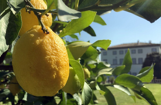 Wo die Zitronen blüh'n - Eine süßsaure Reise