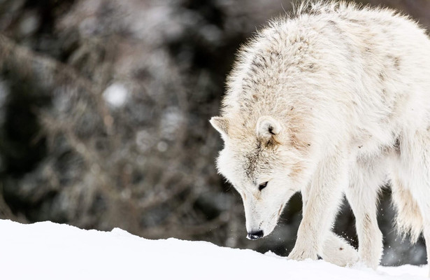Wolf