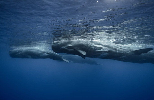 Wonders of the Ocean
