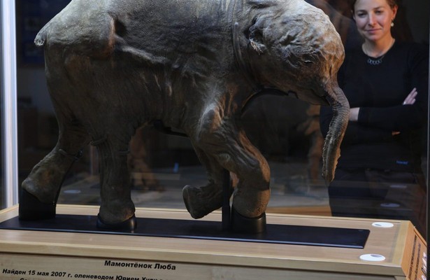 Woolly mammoth: Secrets from the ice