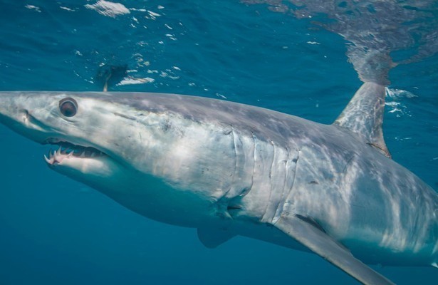 World's Biggest Mako