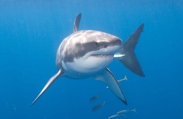 World's Biggest Sharks