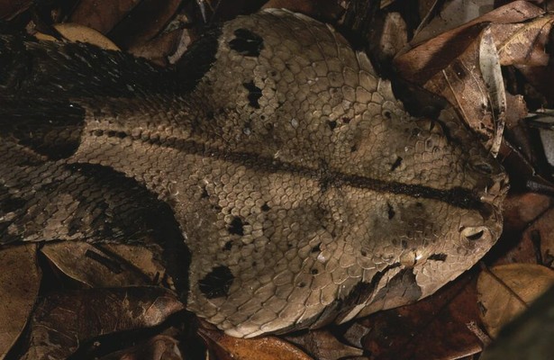 World's Creepiest Killers