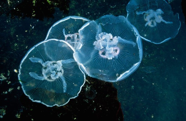 World's Deadliest Jellyfish