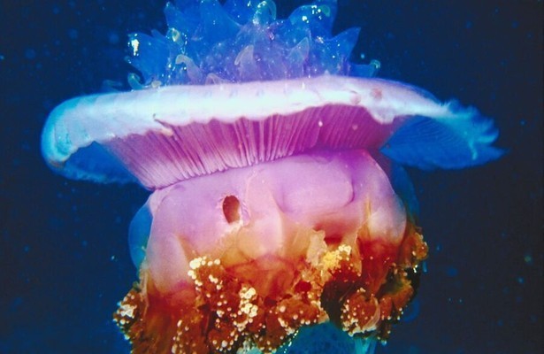 World's Deadliest Jellyfish