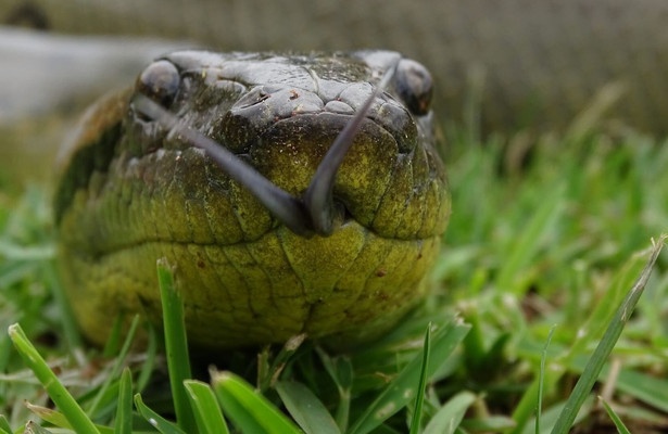 World's Deadliest Snakes