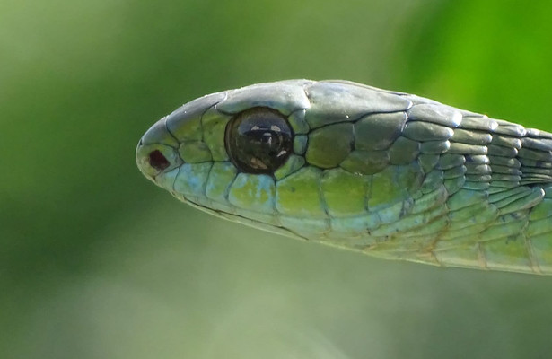 World's Deadliest Snakes