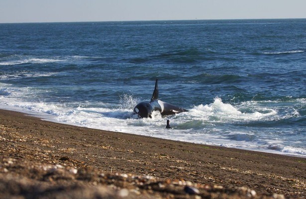 World's Deadliest Whale