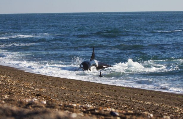 World's Deadliest Whale