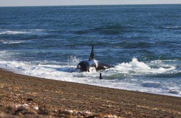 World's Deadliest Whale