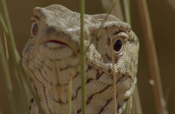World's Weirdest Animal Faces
