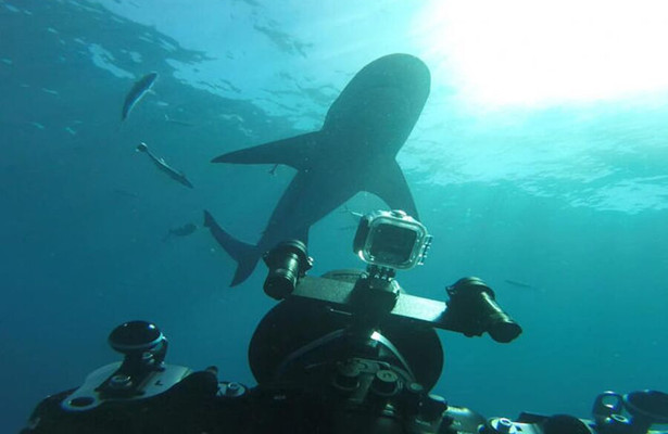 World's Biggest Bullshark?