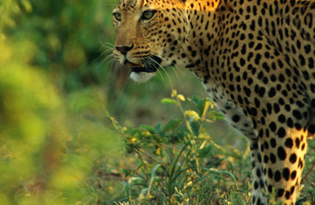 World's Deadliest Animals