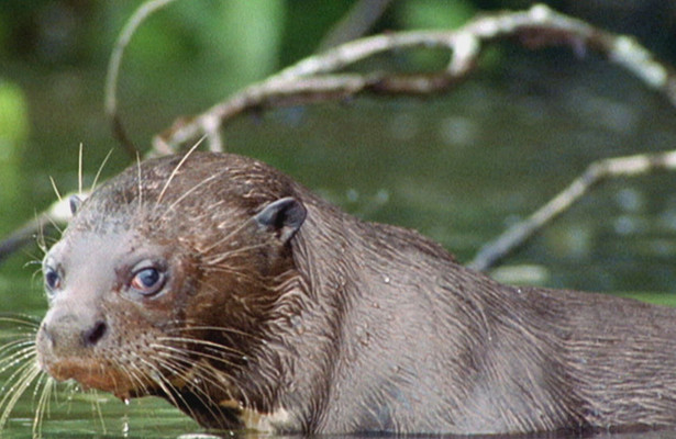 World's deadliest killer three
