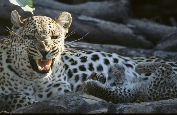 World's deadliest killers