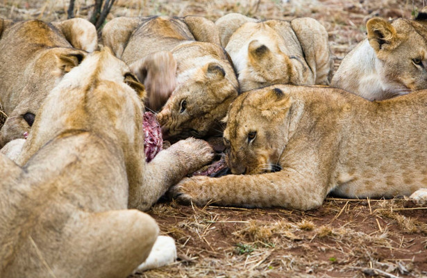 World's deadliest killers