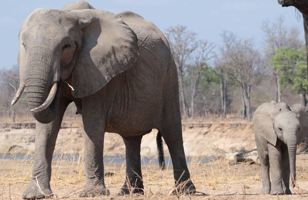 Zambia Untamed