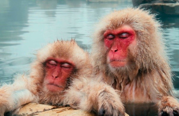 Zo slapen wilde dieren