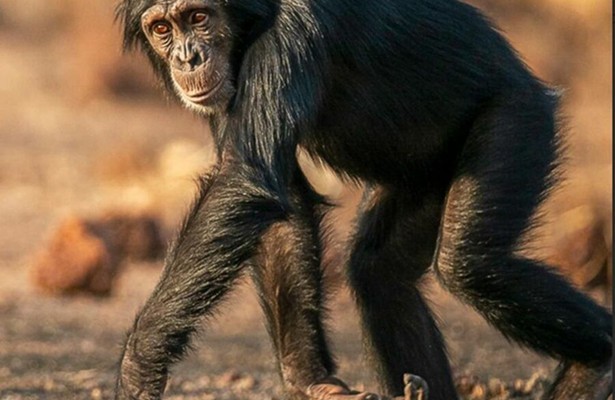 ZoalsMensen: De chimpansees van Fongoli