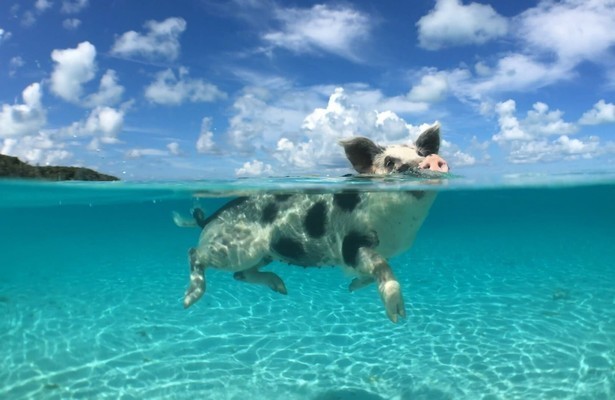 Zotte dieren