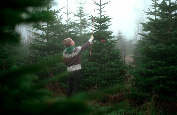 Zur Feier des Tages: Weihnachten