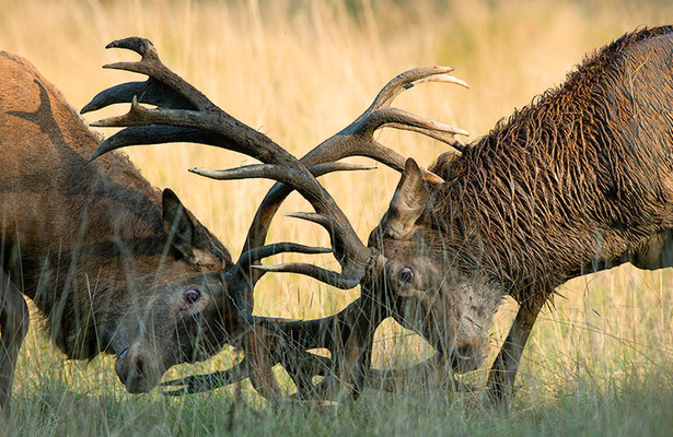 Geo Reportage: Panzer, Wölfe, Rothirsche - Bayerns wilder Übungsplatz