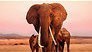 Apple TV+-tip: The elephant queen