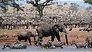 SBS6 zendt mooie documentaire BBC Wildlife: Africa uit