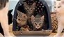 Quinty Trustfull, Miryanna van Reeden en Jort Kelder over hun katten