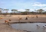 Magneet voor Afrikaanse dieren