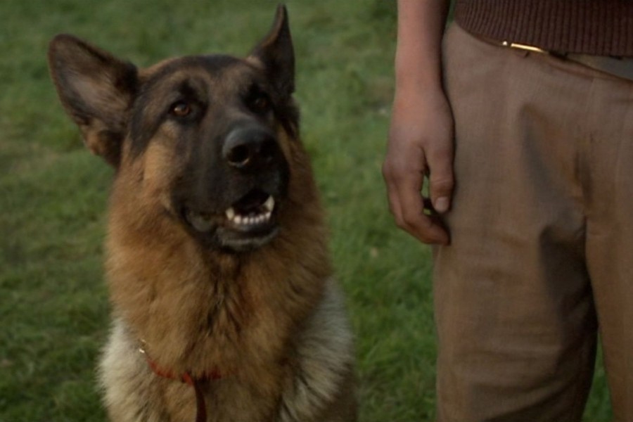 Snuf de hond in oorlogstijd (Film, Avontuur, 2008) kijken - TVgids.nl