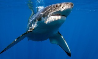 Shark attack files