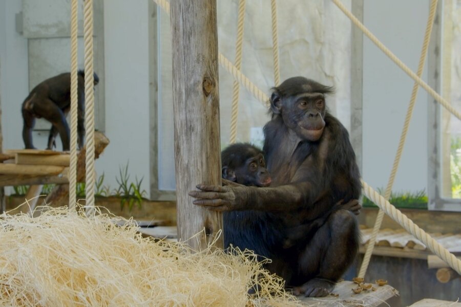 Nieuw seizoen Het Echte Leven in de Dierentuin van start - TVgids.nl