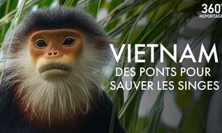 360° Reportage: Vietnam - Brücken bauen für bedrohte Affen
