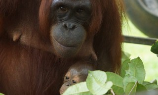 Orang-oetan worden