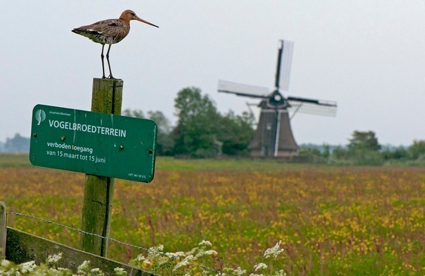 Grutto! De reis van onze nationale vogel (Natuur) kijken - TVgids.nl