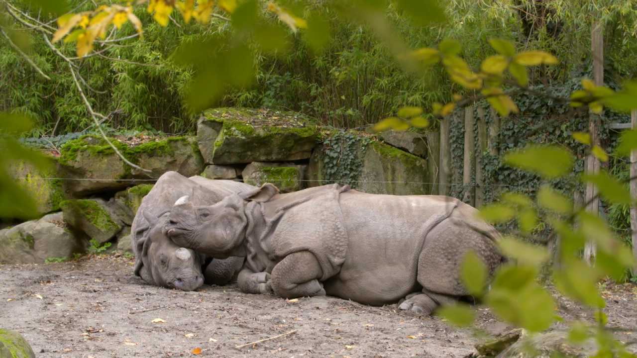 Zwarte neushoorn Vungu naar Duitsland in Het Echte Leven in de