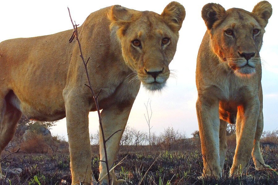 Drama op de savanne in nieuwe aflevering Serengeti - TVgids.nl
