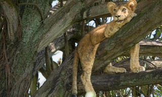 Tree climbing lions