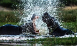 Okavango: River of dreams